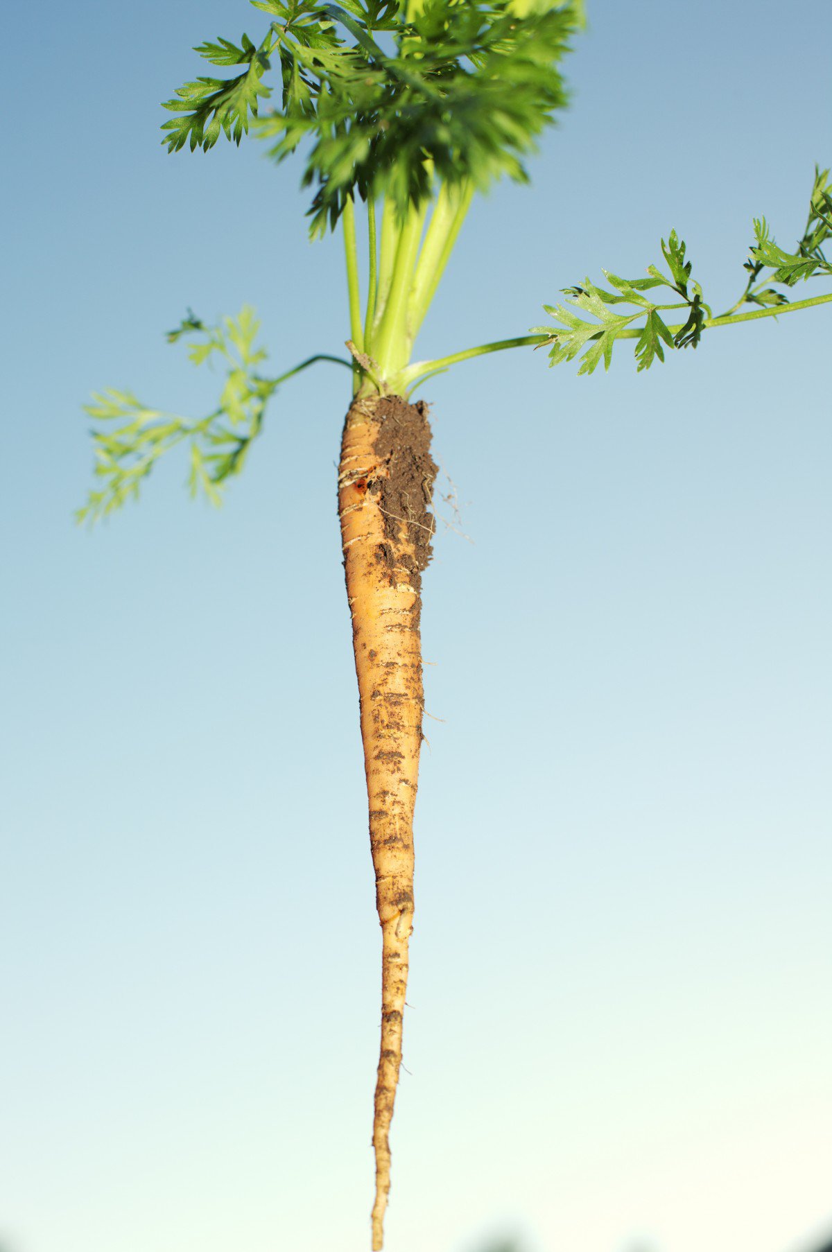 Potage de navets et carottes nouvelles